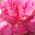 Rózsaszín - Törpe - mini rózsa - Bajor Gizi